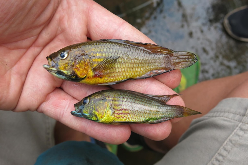 Astatoreochromis straeleni 'Uppermost Malagarasi River'